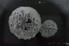 © Julia Schmölzer, Fundstücke